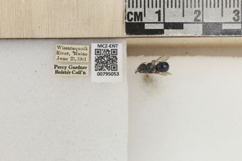 Media type: image;   Entomology 795053 Aspect: Labels